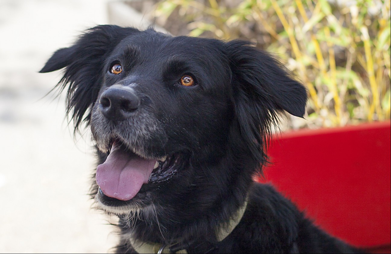 golden retriever and border collie mixed breed dog