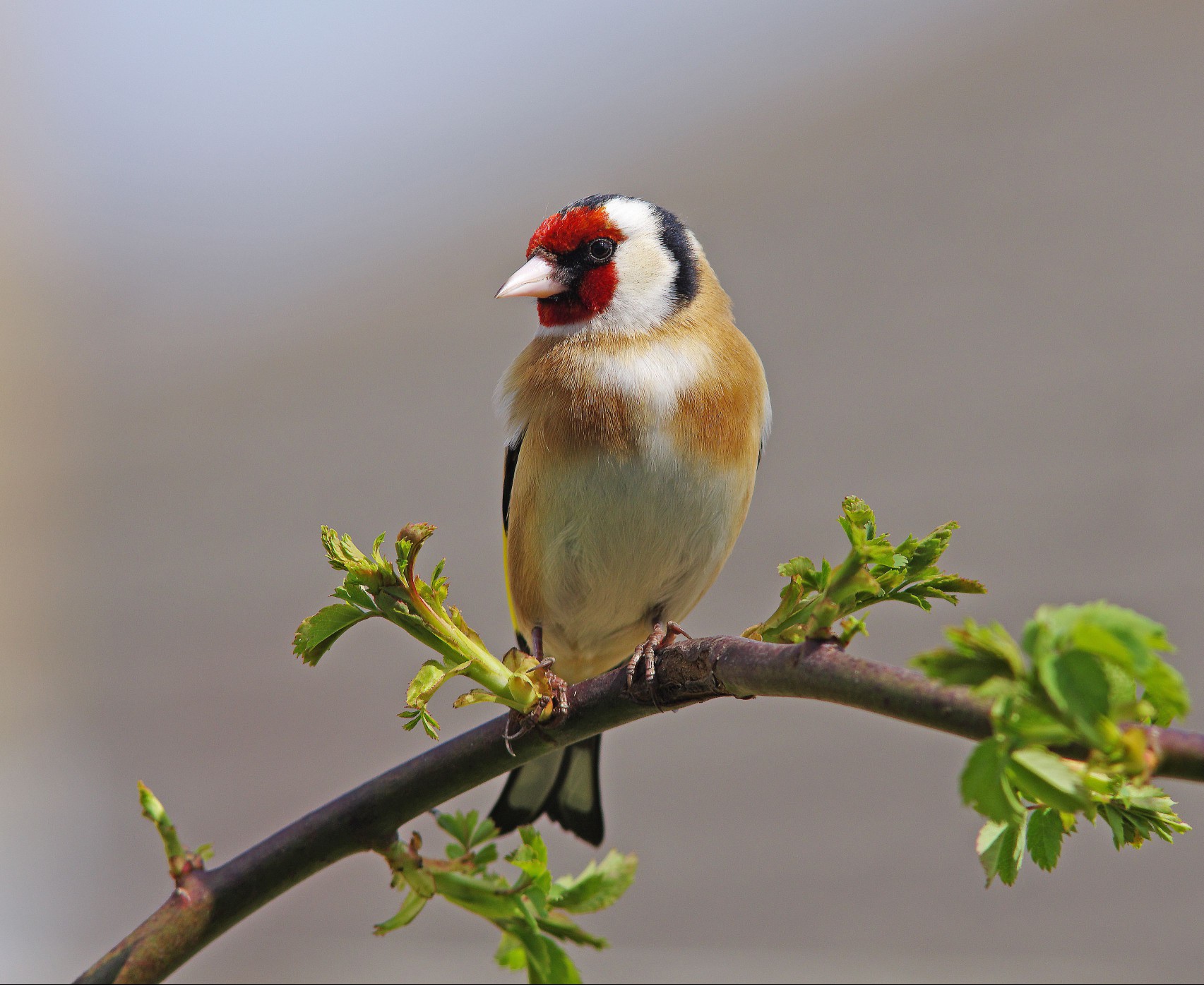 Goldfinch [Carduelis carduelis]