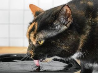 Struvite Crystals in Cats