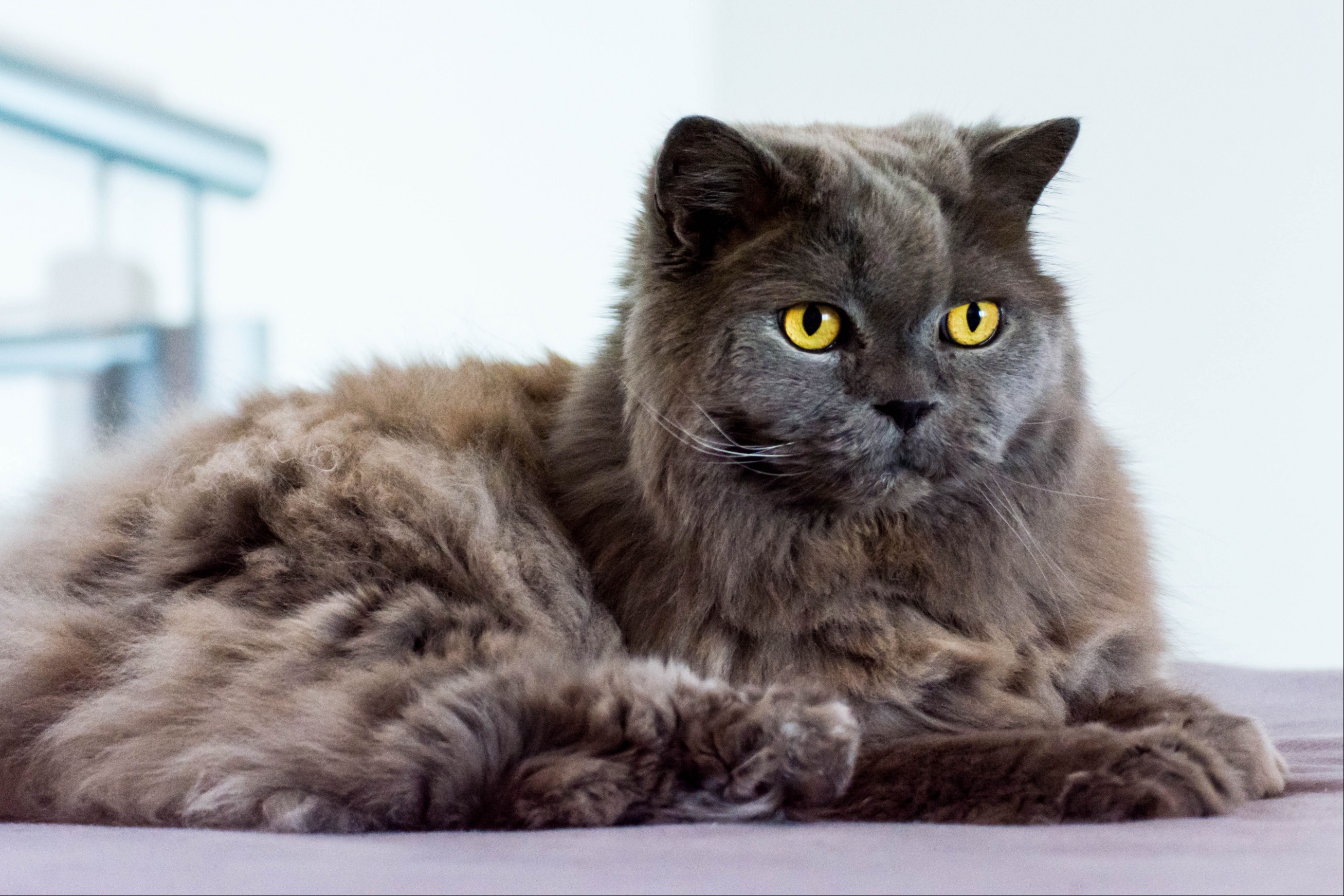 Gray British Longhair cat with yellow eyes lying on bed