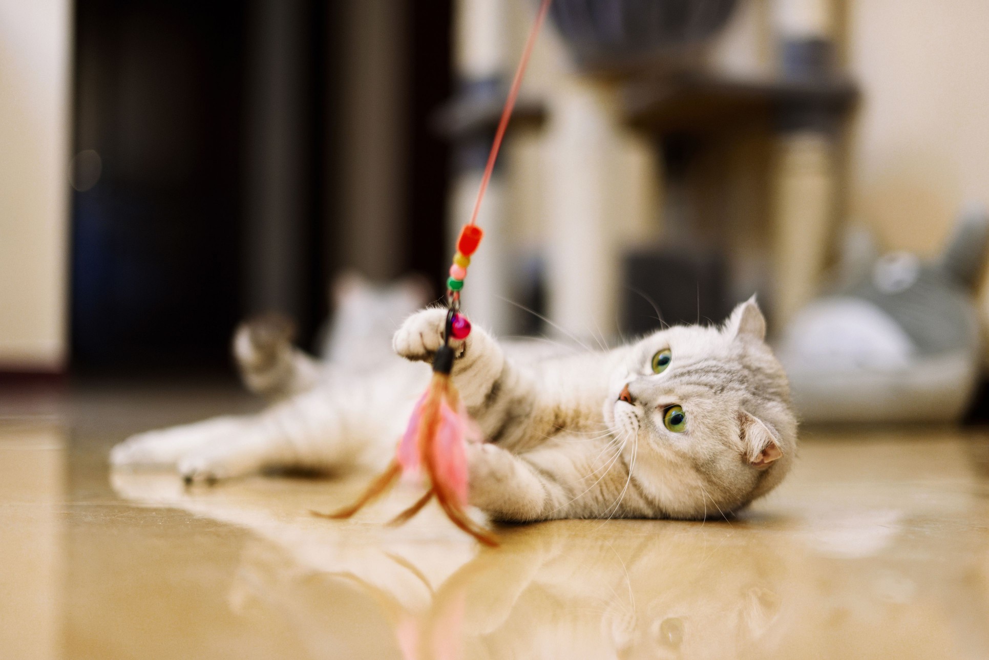 Gray-white tabby cat playing with a cat feather toy.