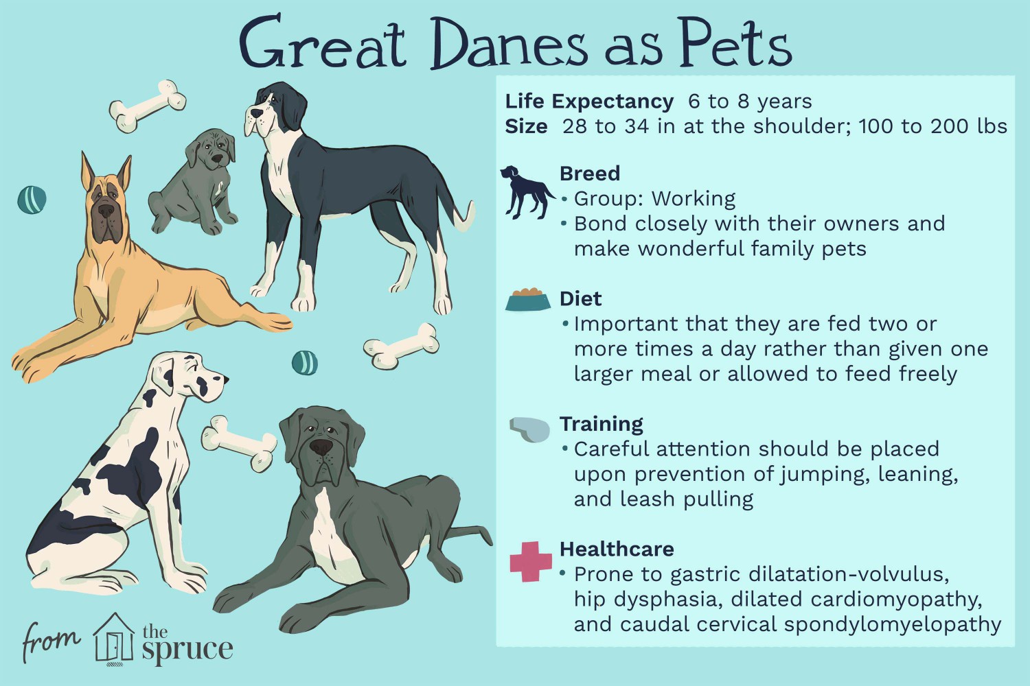 Great Danes as Pets
