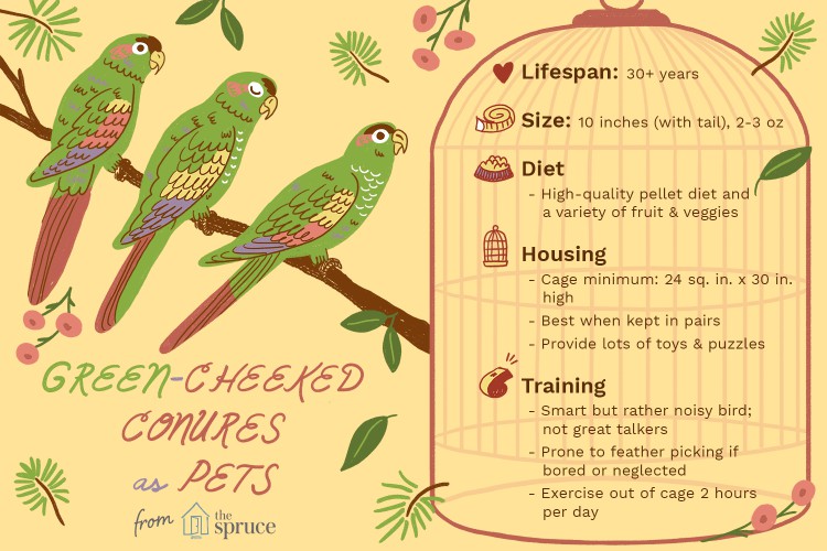 Illustration of green cheeked conures as pets