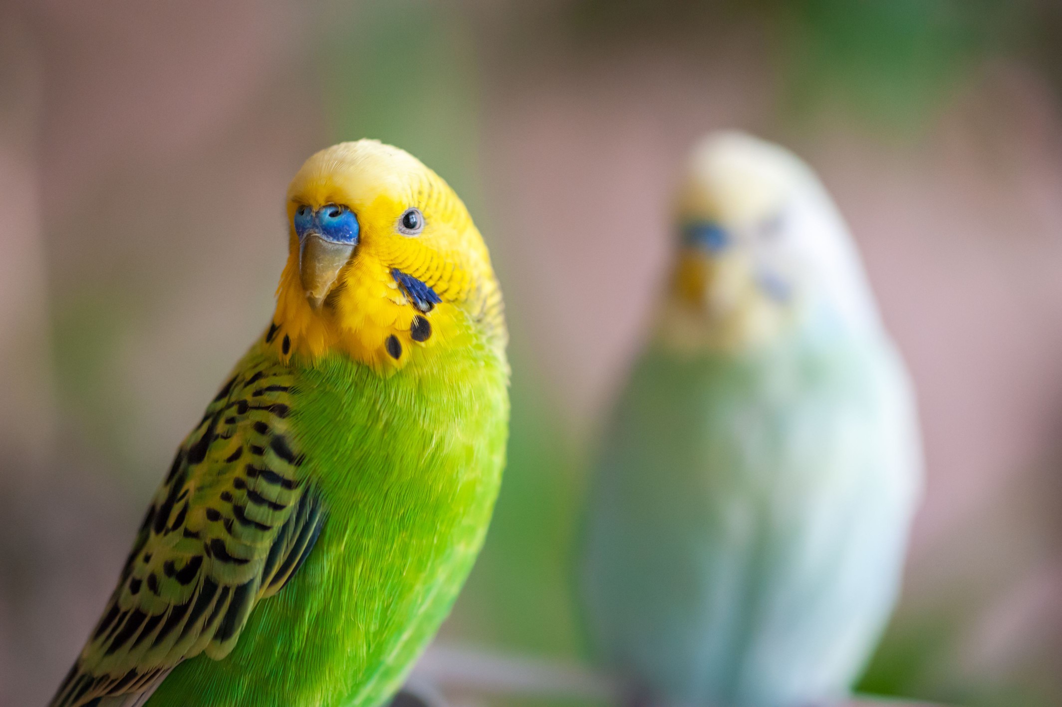two green parakeets