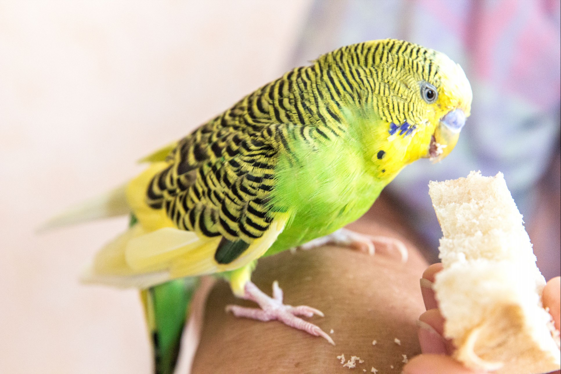 Green parrot eating bread