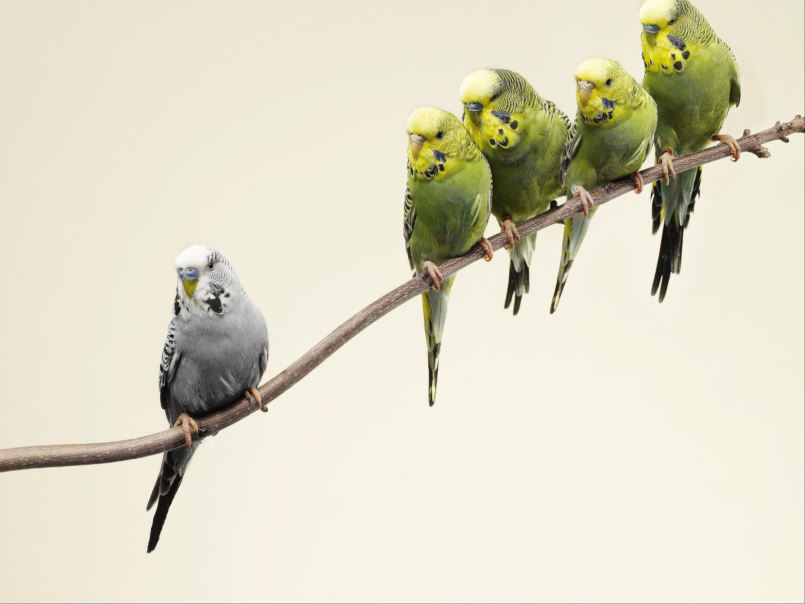Grey budgie standing apart from green budgies