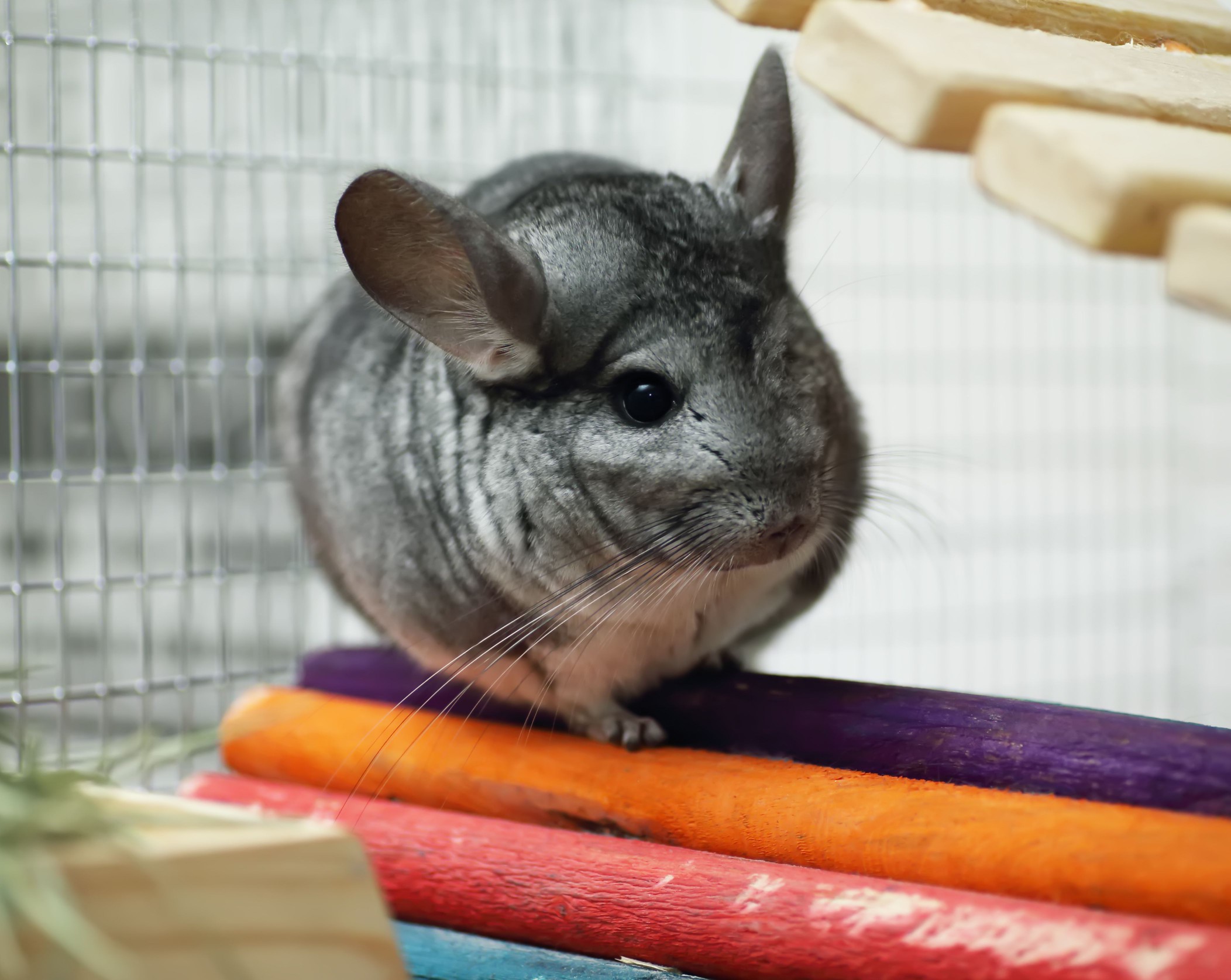 Grey chinchilla in colorful cage