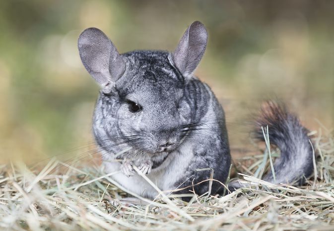 Broken Legs in Chinchillas