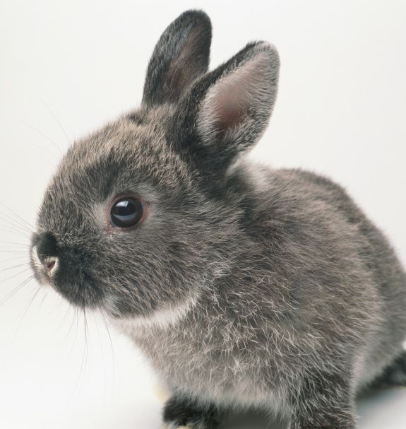 A young grey bunny