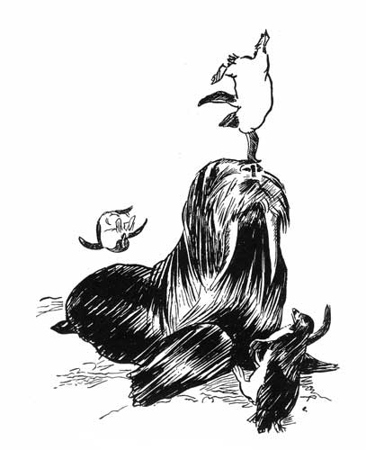 'O see the penguin as he goes