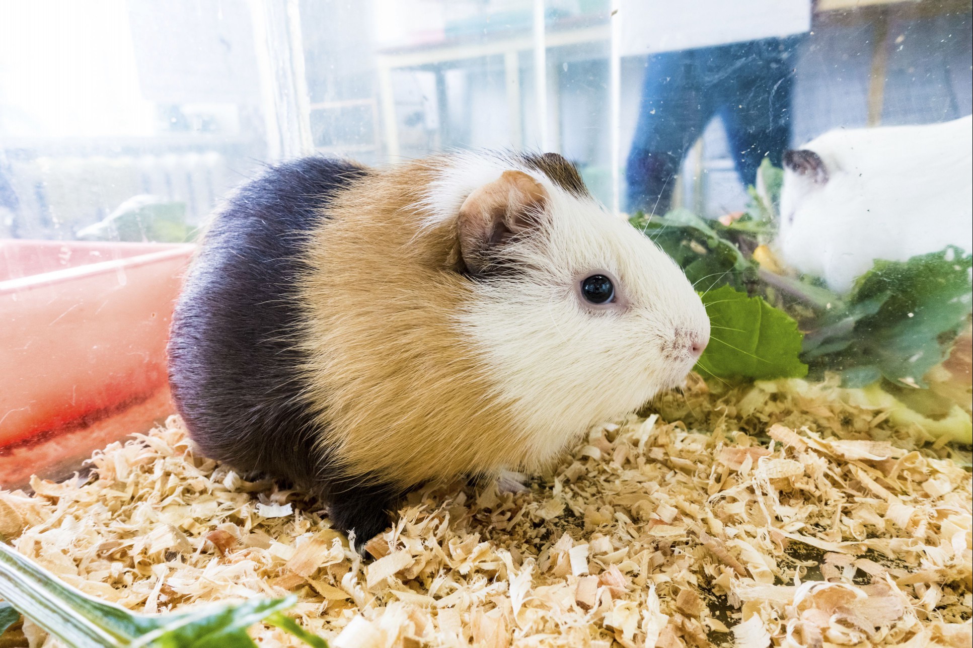 Guinea pig