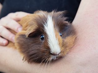 All You Need to Know About Guinea Pigs