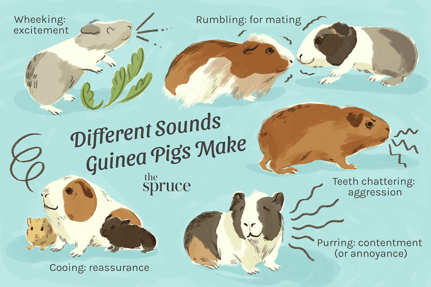 Different Sounds Guinea Pigs Make