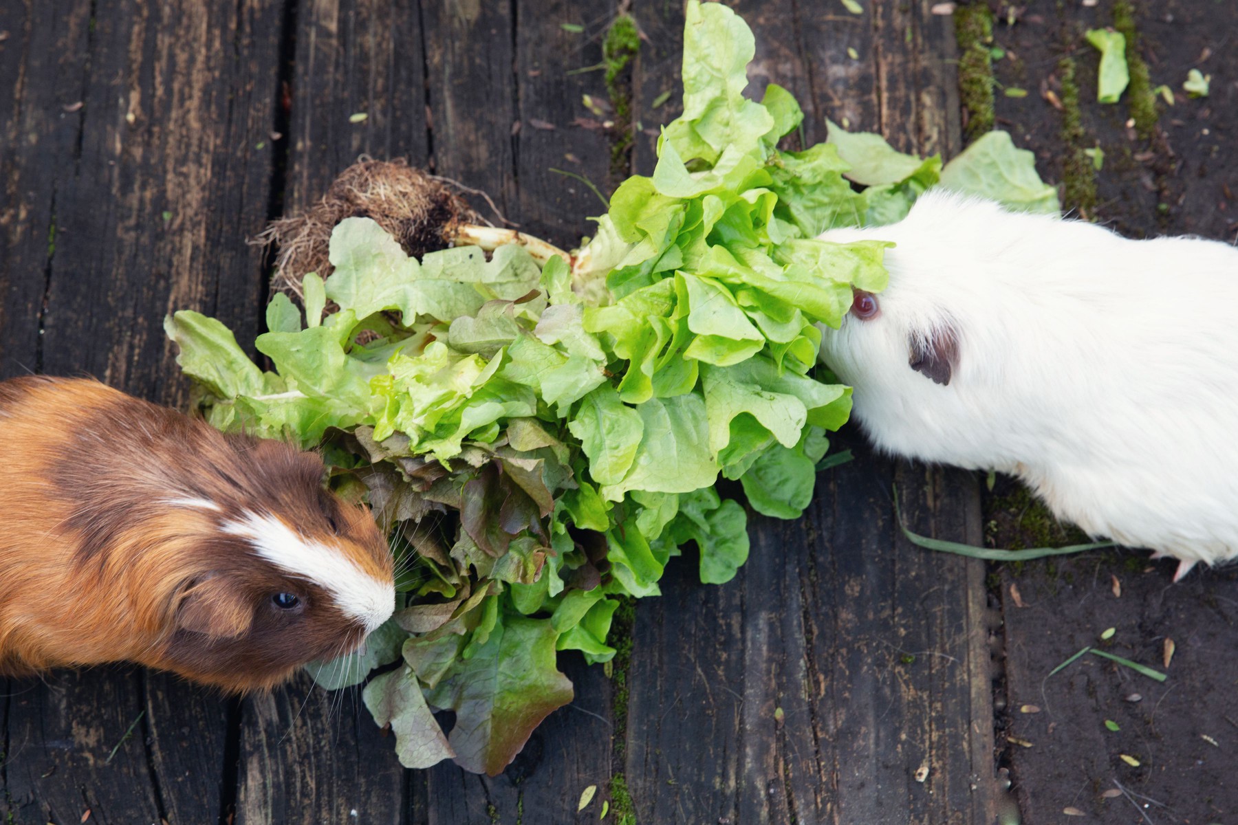 Brown and white guinea pigs eating head of lettuce