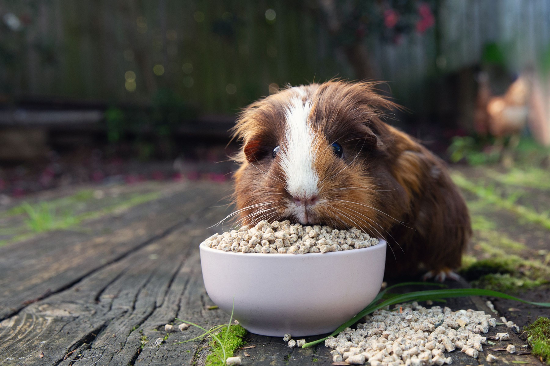 Brown and white guinea pig eating store-bought food from small bowl