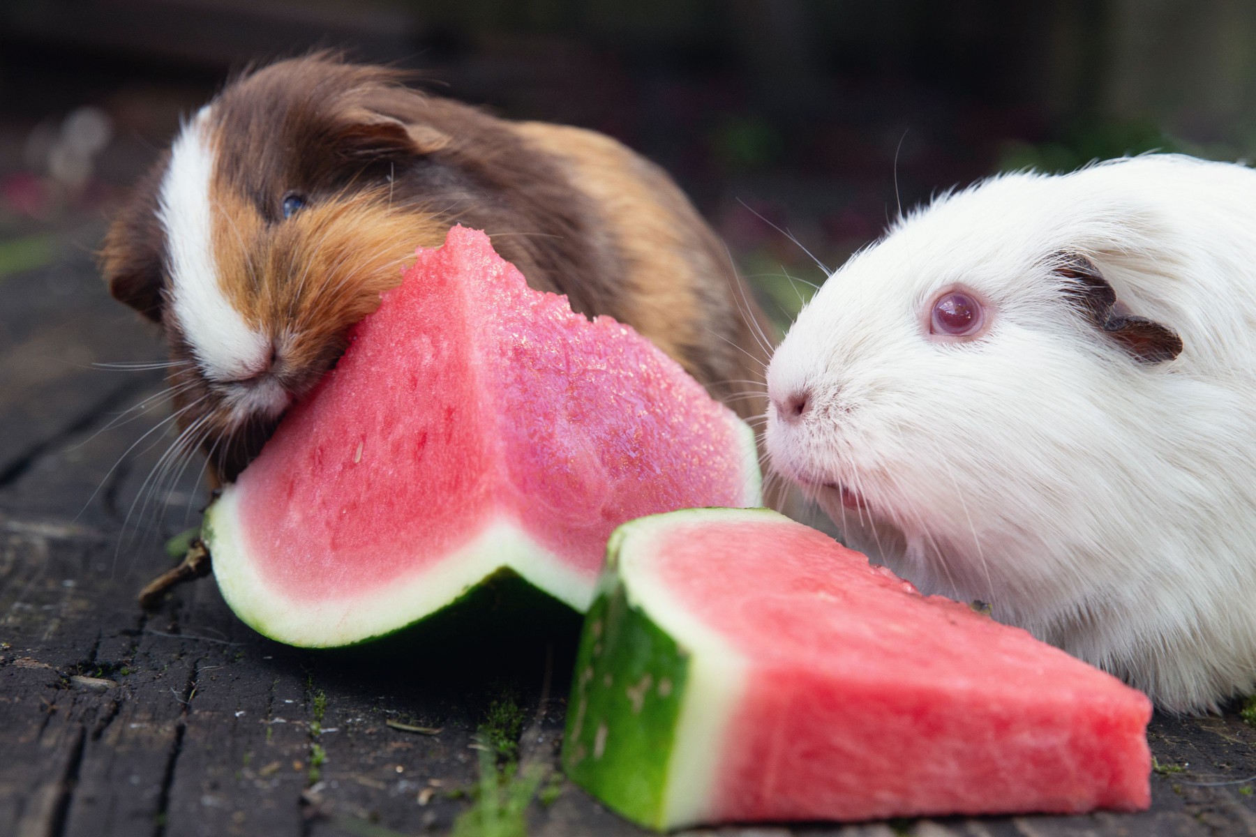 Brown and white guinea pigs eating fresh watermelon slices