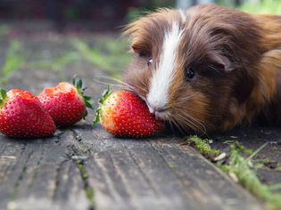 What Do Guinea Pigs Eat? How to Give Them a Healthy Diet
