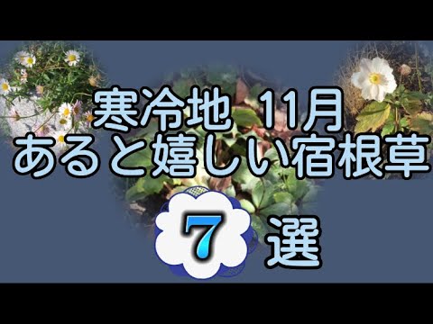 11月のガーデニング｜ロッキー山脈北部で絶対やるべき5つのタスク