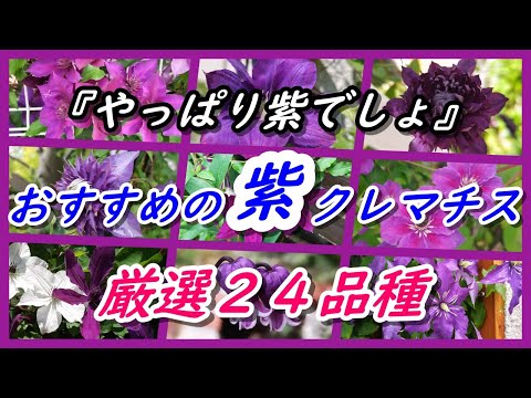紫葉樹の選び方と育て方――品種別の特徴から植え付けのコツまで