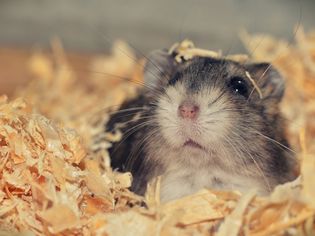 Why Do Hamsters Sometimes Eat Their Babies?