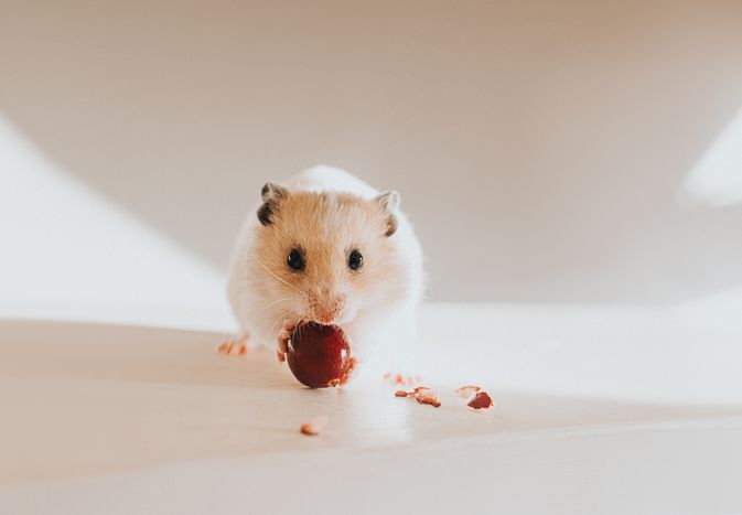 Can Hamsters Eat Fruit?