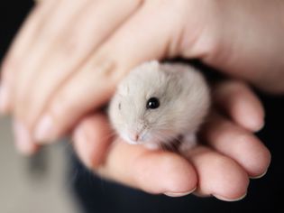 Choosing a Dwarf Hamster Cage