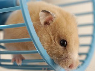 The Different Types of Hamster Wheels