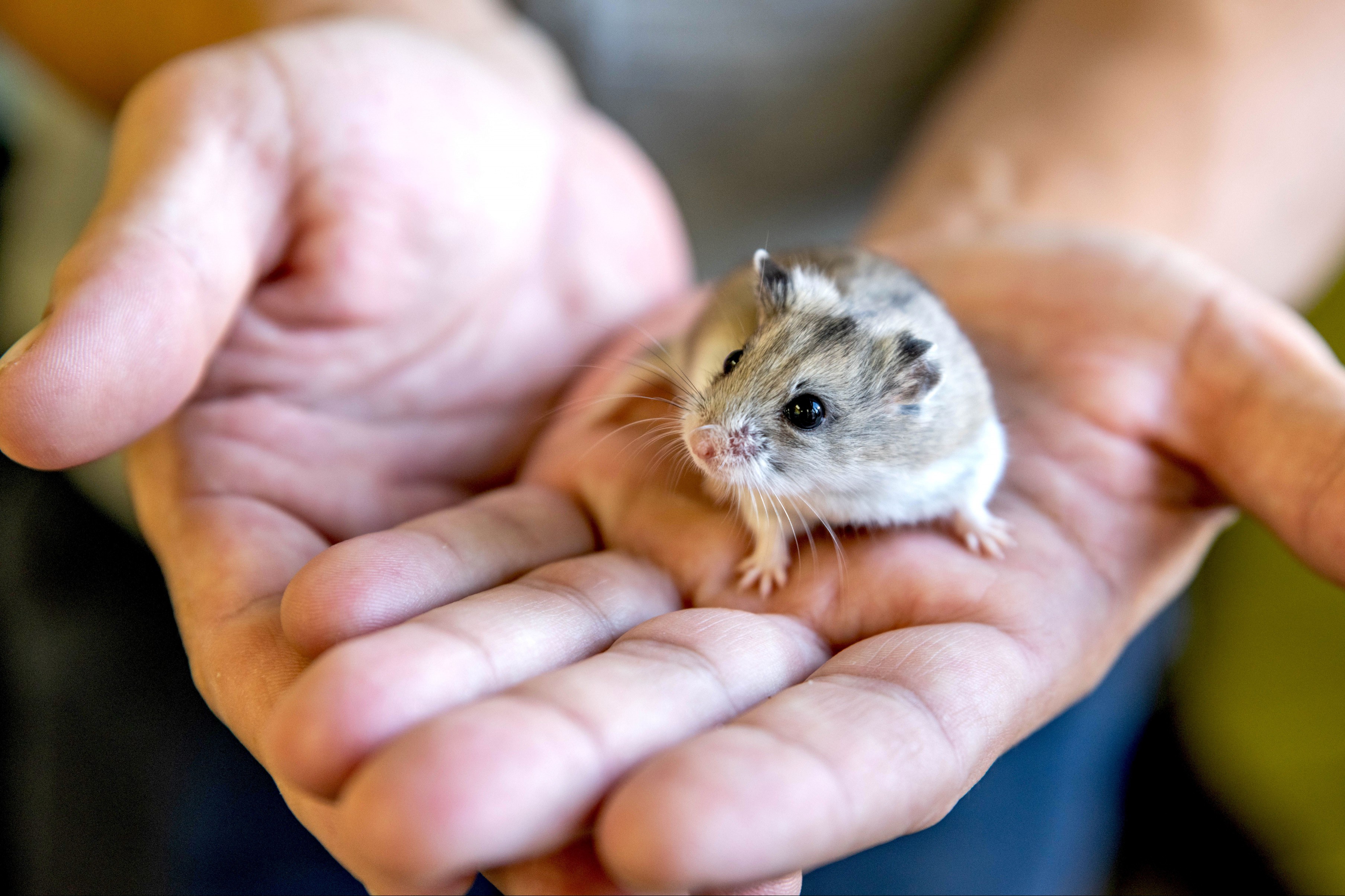 Light brown and white hamster being hand-tamed 