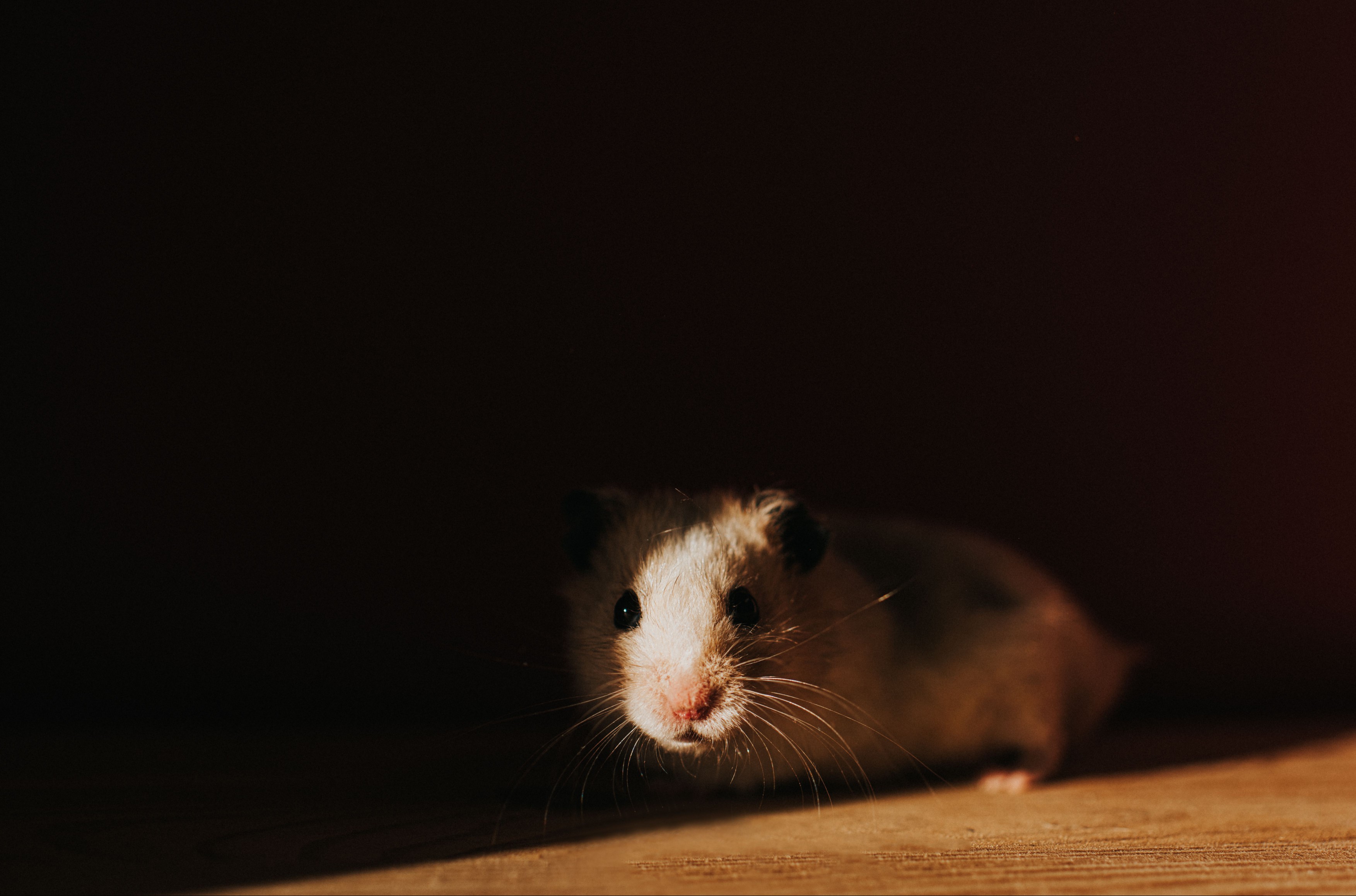 hamster in cool space
