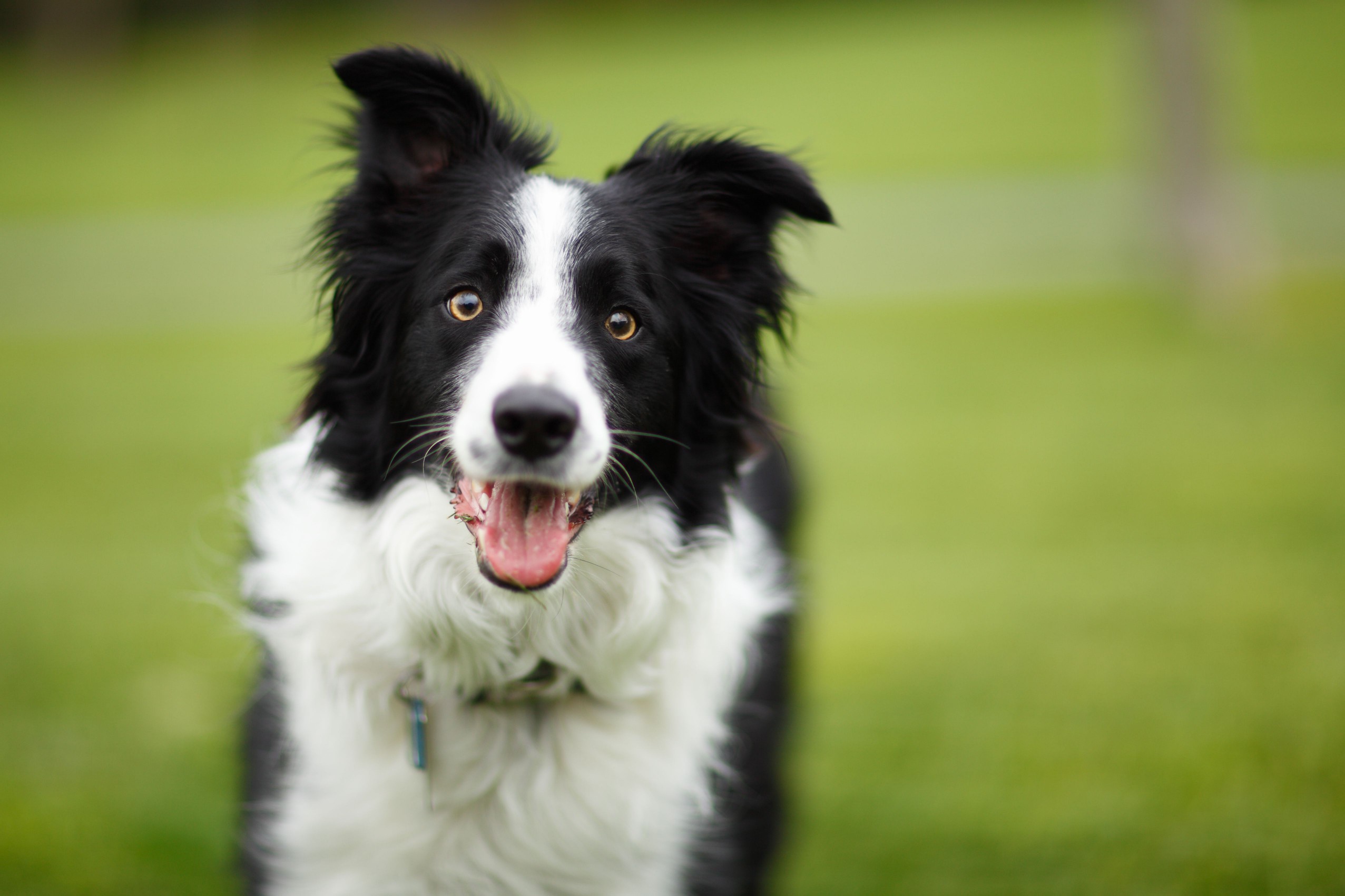 Border Collie