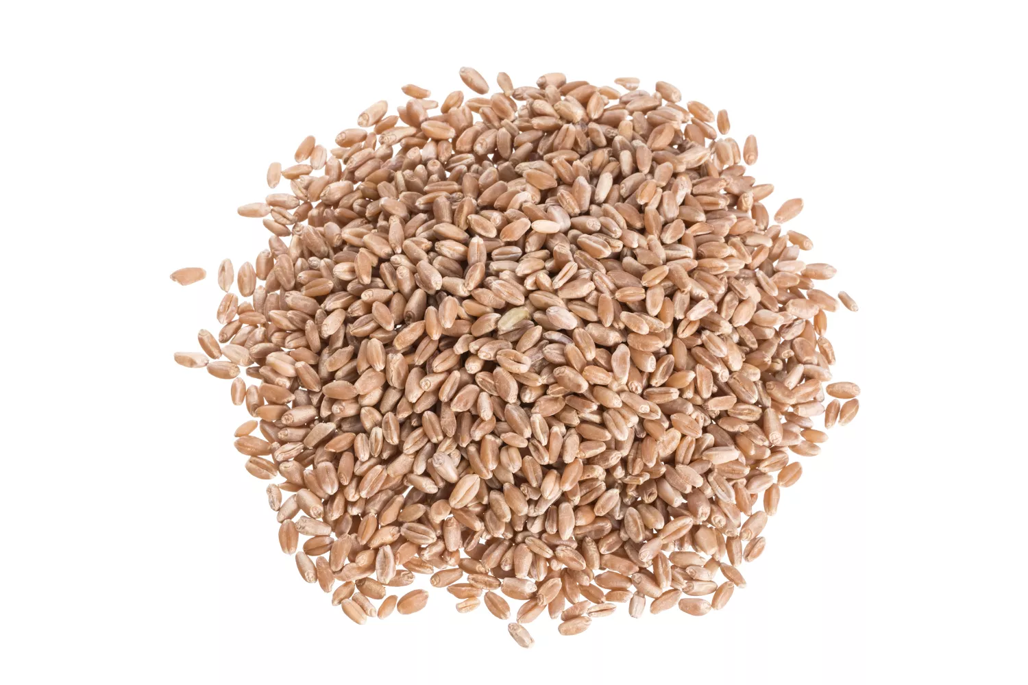 Hard red wheat berries