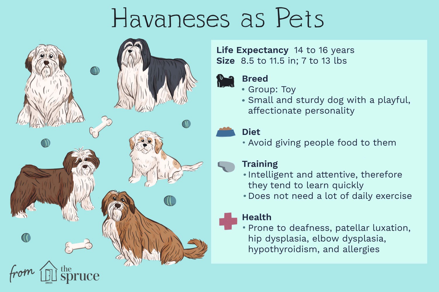 Havaneses as Pets