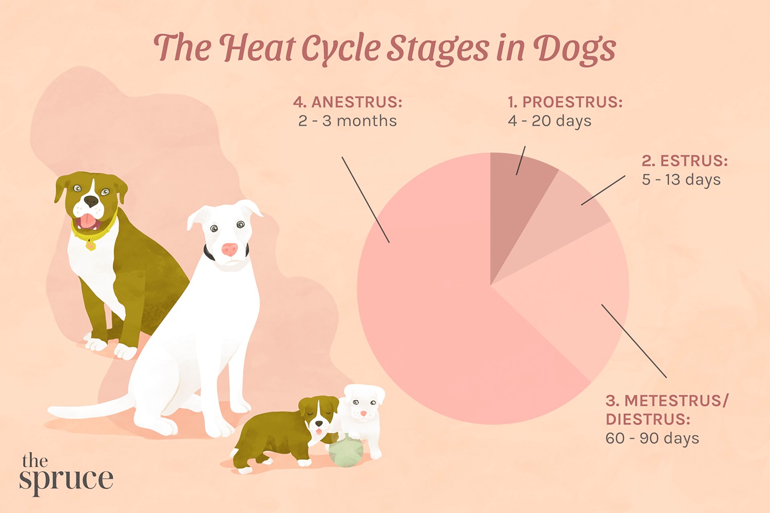 Heat Cycle Stages in Dogs