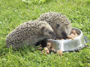 The Pros and Cons of Feeding Your Hedgehog Cat Food