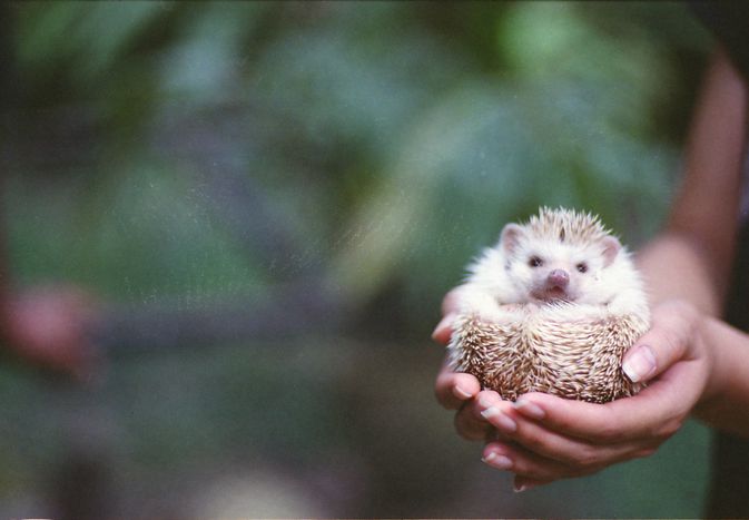 How to Care for a Pet African Pygmy Hedgehog