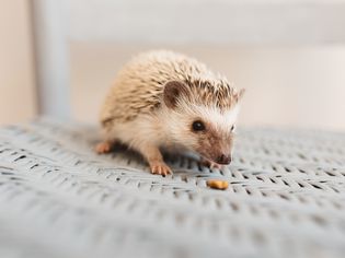 Hedgehog Teeth