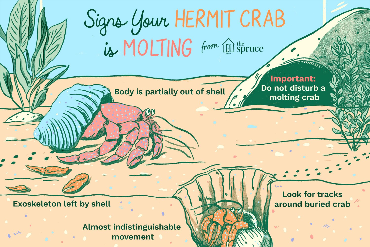 Hermit Crab Molting