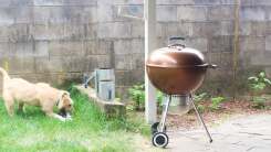 Follow My Journey From 'Good Cook' to 'Grill Boss'
