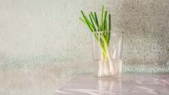Regrow Scallions in a Cup of Water