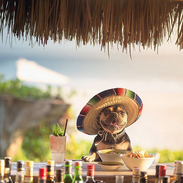 A black and brown Frenchie wearing a mexican sombrero while standing at a tequila bar.