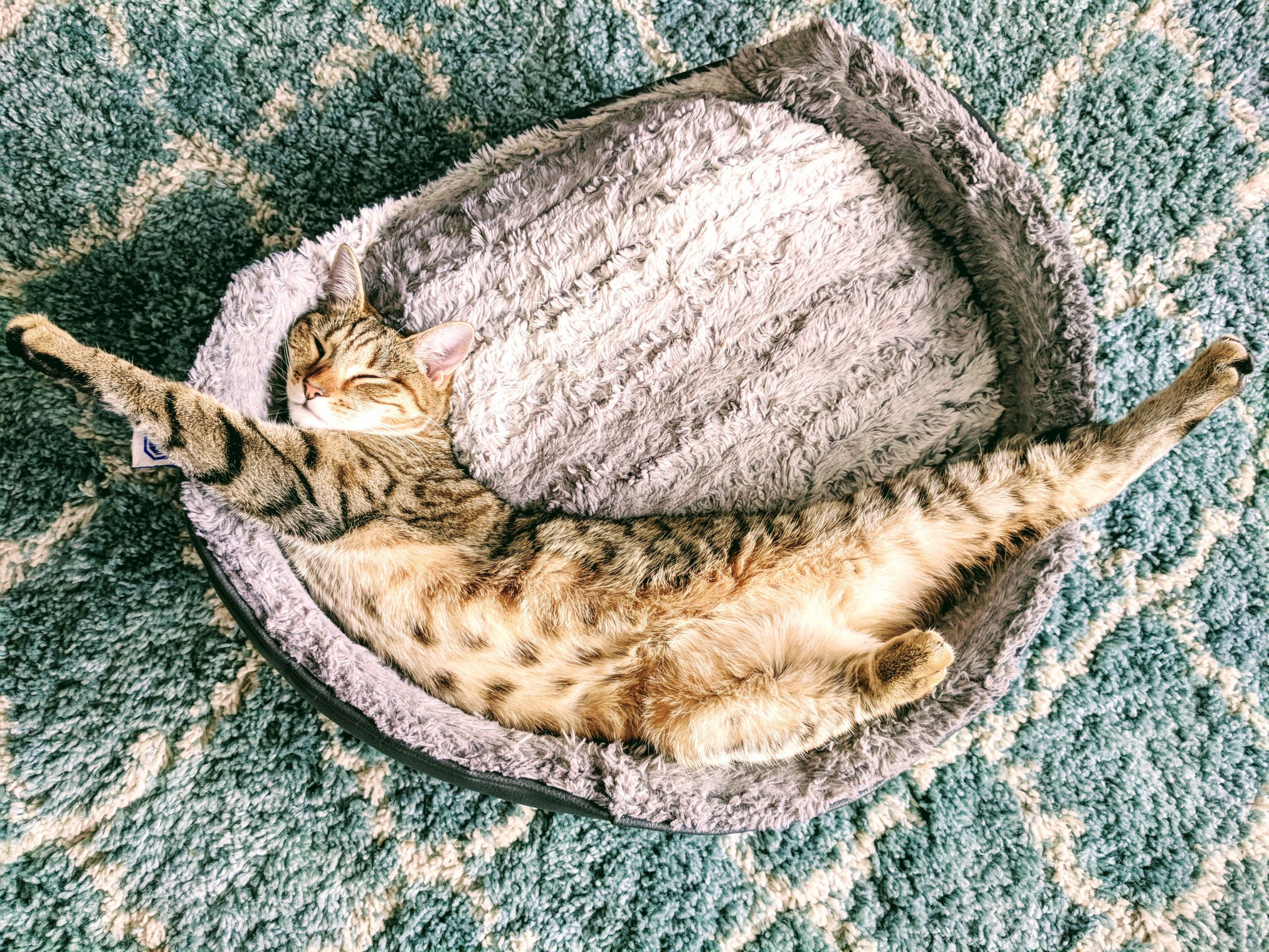 High Angle View Of Cat Sleeping On Pet Bed At Home