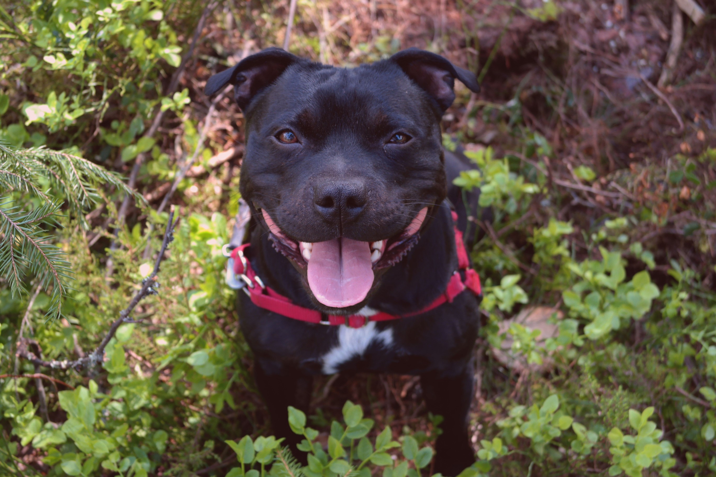 black Staffordshire bull terrier in nature