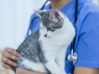 What Are Skin Tags on Cats?
