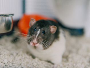 What to Do If Your Pet Rat Has Lice What to Do If Your Pet Rat Has Lice