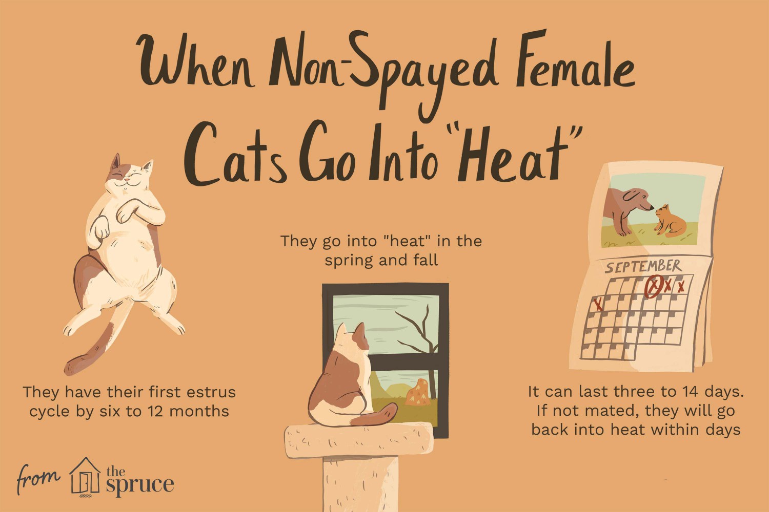 When Non-Spayed Female Cats Go into Heat