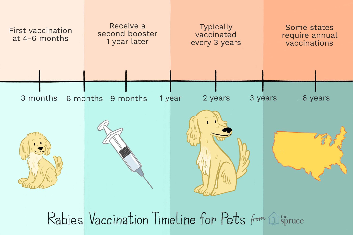 Rabies Vaccination Timeline for Pets