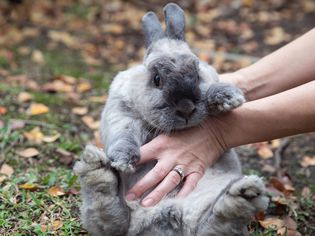 How Much Does a Pet Rabbit Cost to Care For?