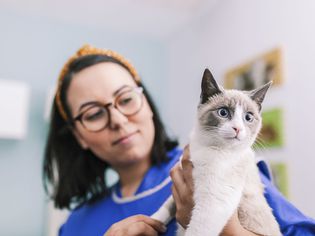 How Often Should Your Cat Go to the Vet?