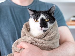 How to Burrito a Cat and Avoid Feline Fussiness