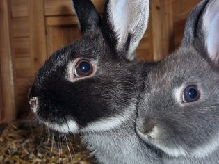 How to Care for a Pet Silver Fox Rabbit